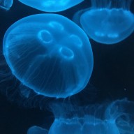 Moon Jellyfish