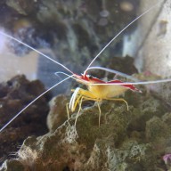 Scarlet Skunk Cleaner shrimp