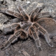 Chilean Rose-Haired Tarantula