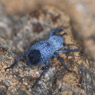 Blue Death-Feigning Beetle