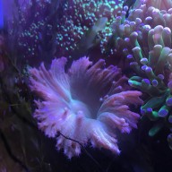 Cabbage Leather Coral