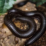 Giant African Millipede