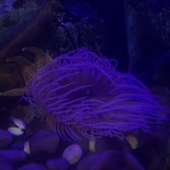 Fish-Eating Anemone