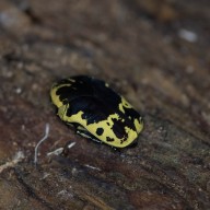 Harlequin Flower Beetle