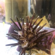 Pencil Urchin