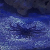 Sally Lightfoot Crab