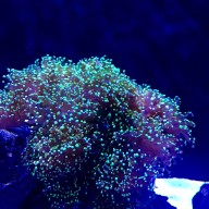Frogspawn coral