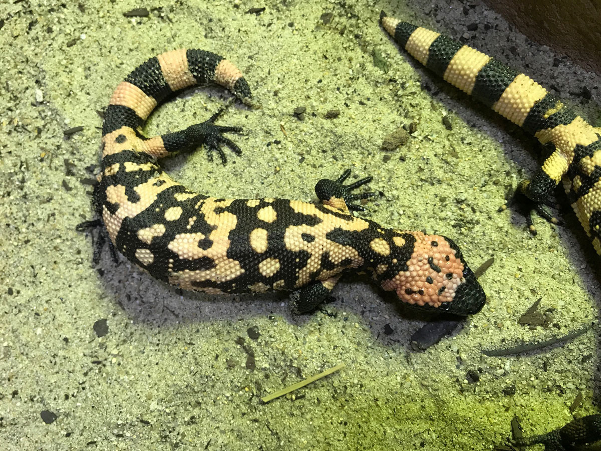 Banded Gila Monster