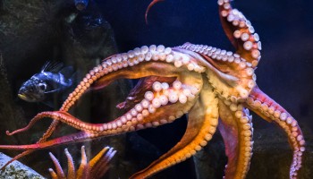 GiantPacificOctopus
