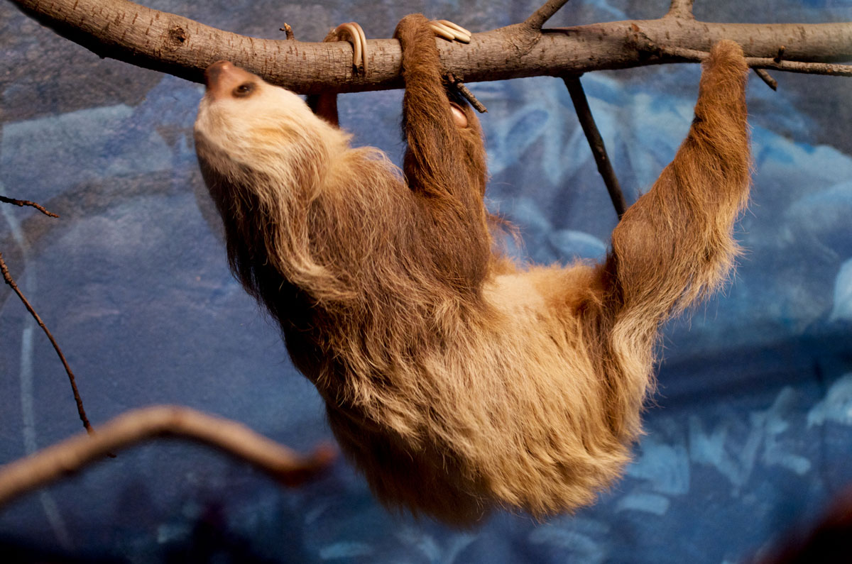 Hoffmann s Two Toed Sloth