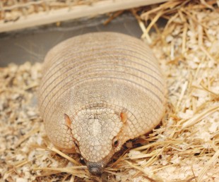 Large hairy armadillo Jaime Alvarez