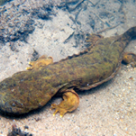 Amphibians