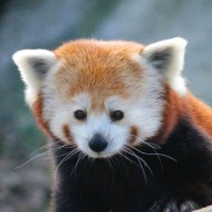 Red Panda