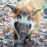 Mammals Mammals