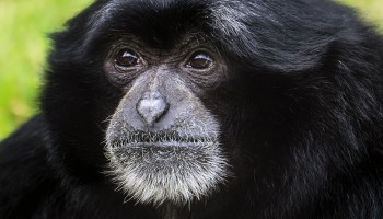 Syracuse Zoo RGZ Siamang Ape Thumb