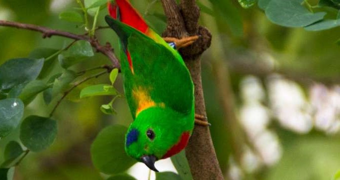 Blue-crowned hanging parrot