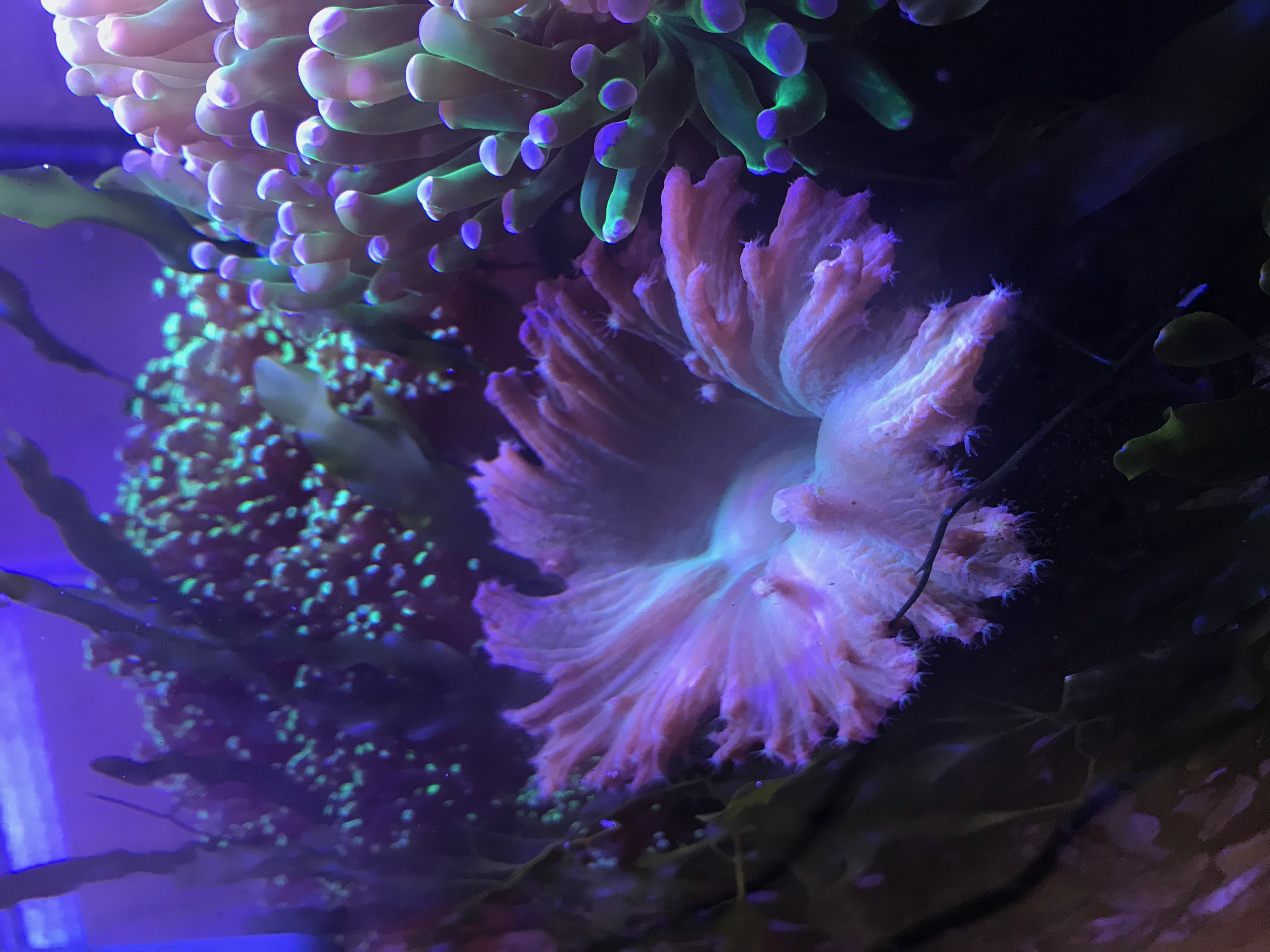 Cabbage Leather Coral