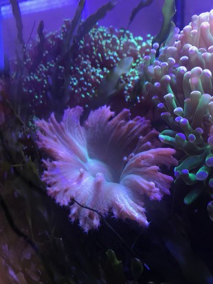 cabbage leather coral v2