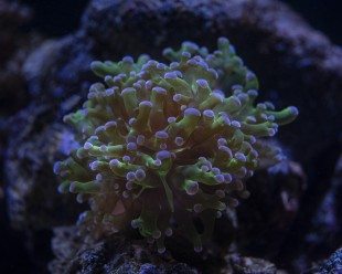 Pink tipped frogspawn2 v2