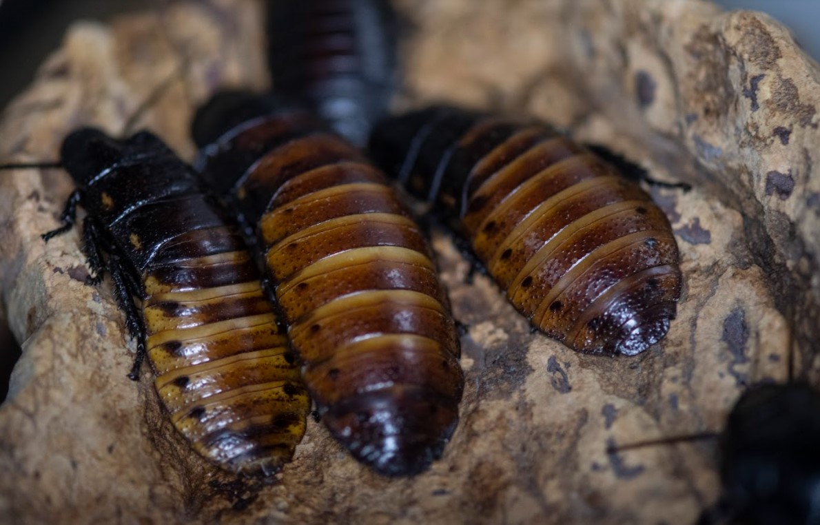 Madagascar Hissing Cockroach Madagascar Hissing Cockroach