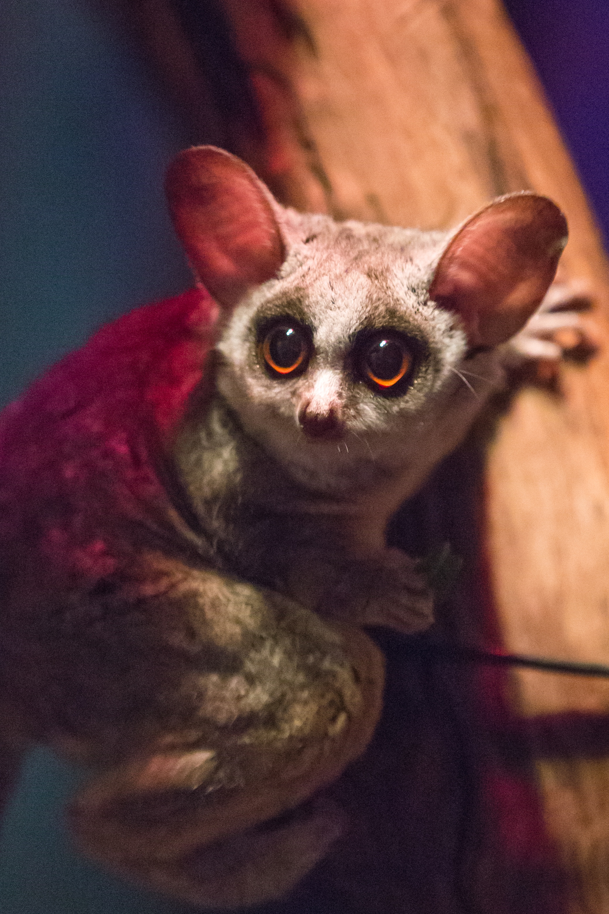 Moholi Bushbaby Moholi Bushbaby