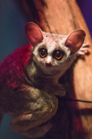 Moholi MarissaSmithler 3