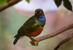 Superb Starling up close