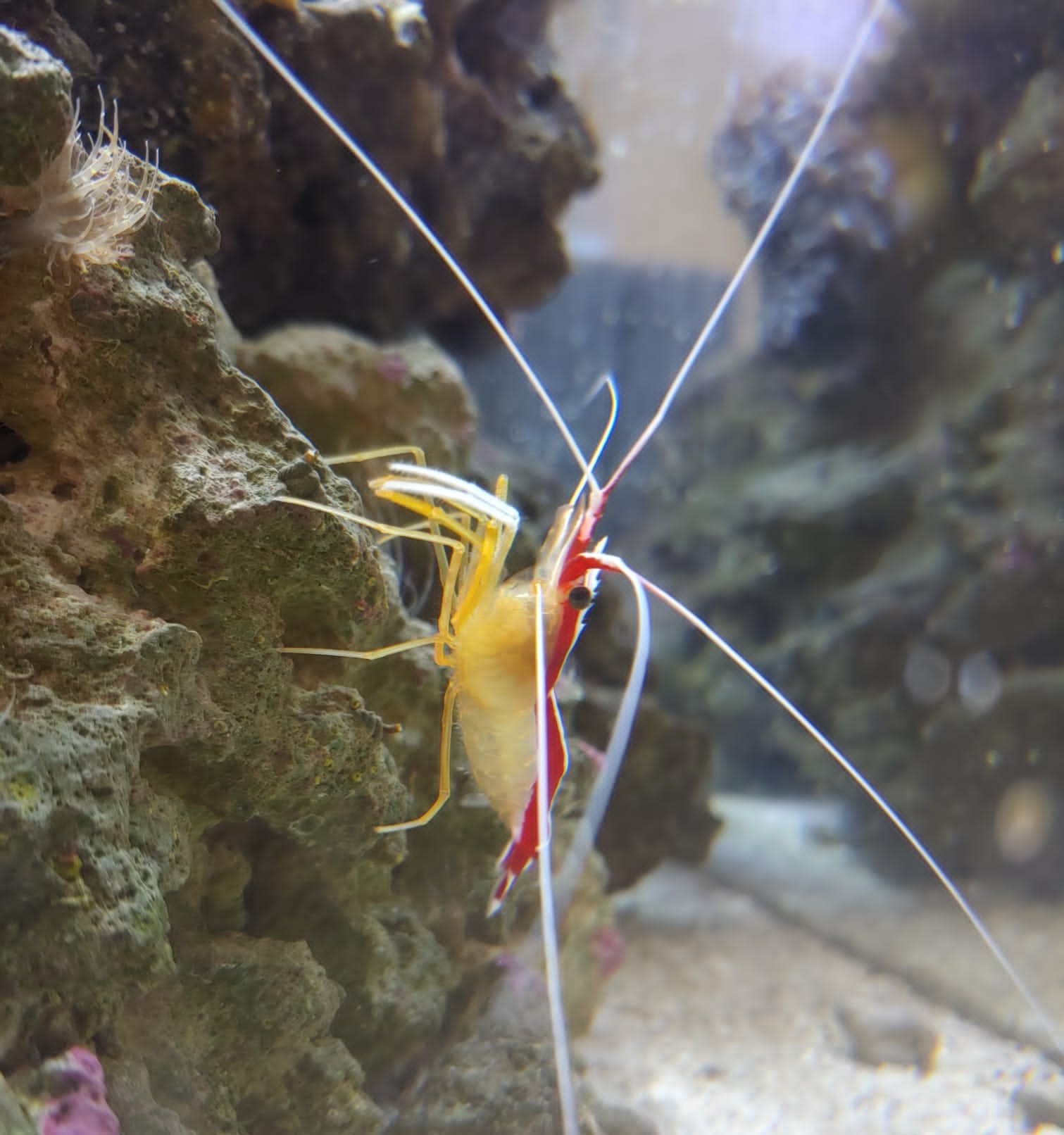 Cleaner shrimp hot sale