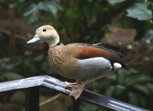 RingedTeal JasonSmith