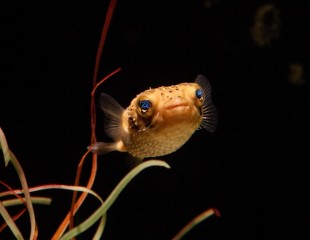 Freckled porcupinefish