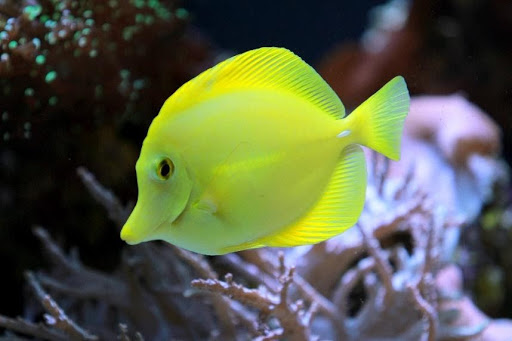 Tang fish sales