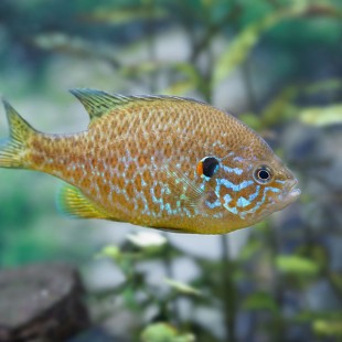 Syracuse Zoo RGZ Pumpkinseed Sunfish Thumb