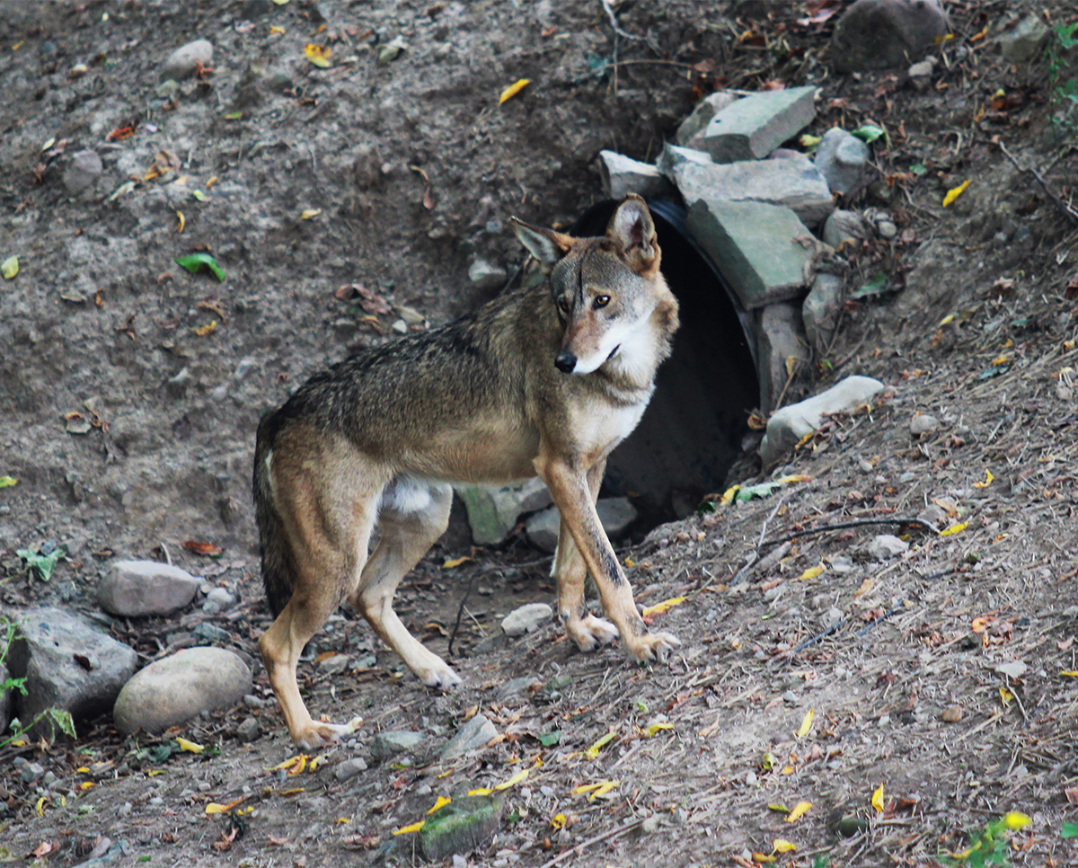 Red Wolf Habitat Loss