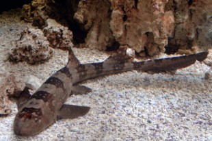 white spotted bamboo shark