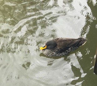 yellow billed duck thumbnail