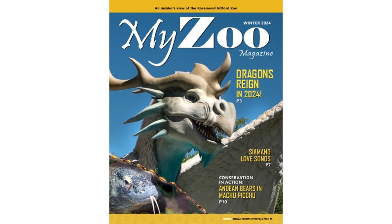 RGZSITE MYZOO MAGAZINE FEATURED IMAGE