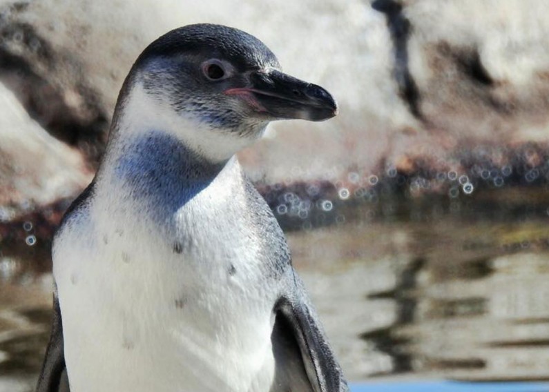 Syracuse Zoo Cuatro Humboldt Penguin New Arrival