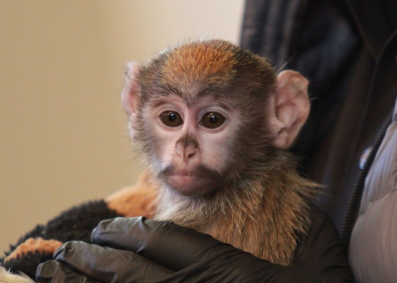 Syracuse Zoo Iniko Patas Monkey New Arrival v3