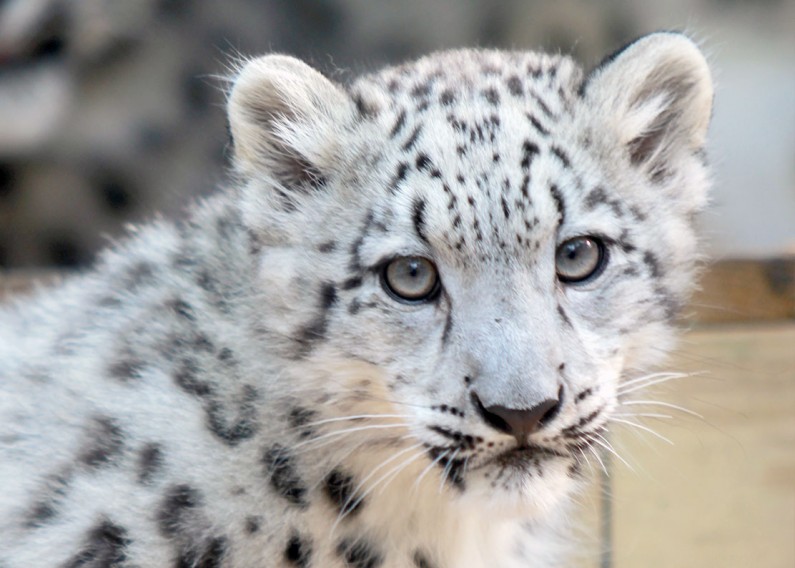Syracuse Zoo Marcy Snow Leopard New Arrival