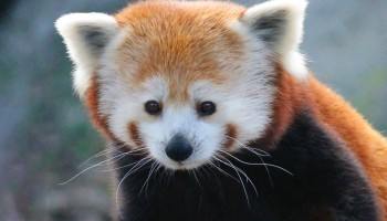 Syracuse Zoo Nutmeg Red Panda New Arrival
