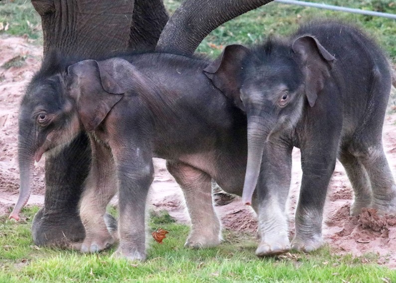 Syracuse Zoo RGZ Asian Elephant Twins 2022 New Arrival