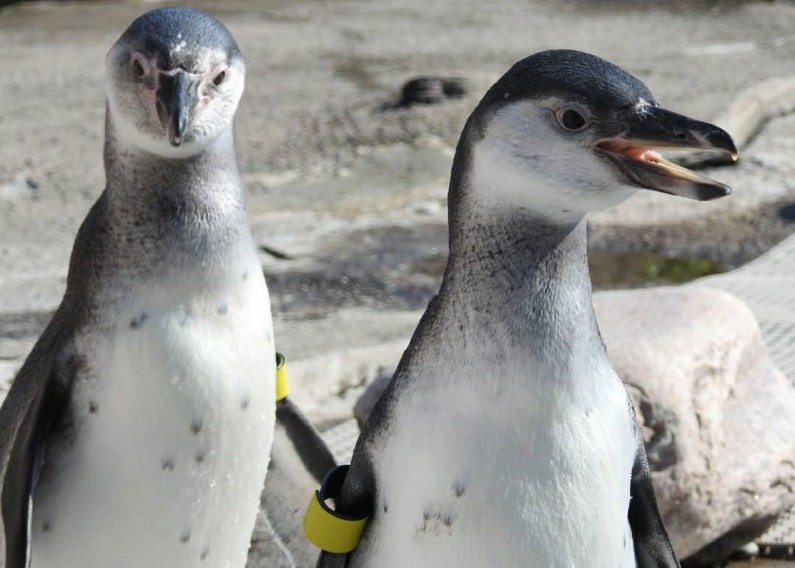 Syracuse Zoo RGZ Opal Inti Humboldt Penguins New Arrival