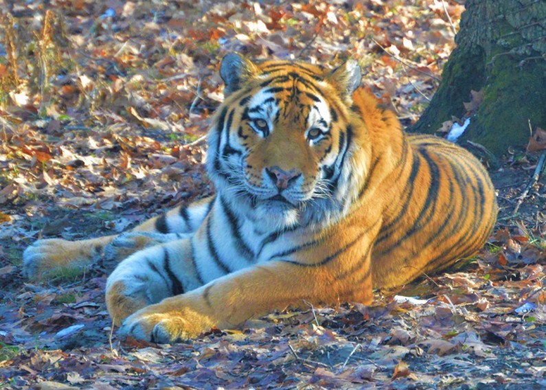 Syracuse Zoo Thimbu Amur Tiger New Arrival