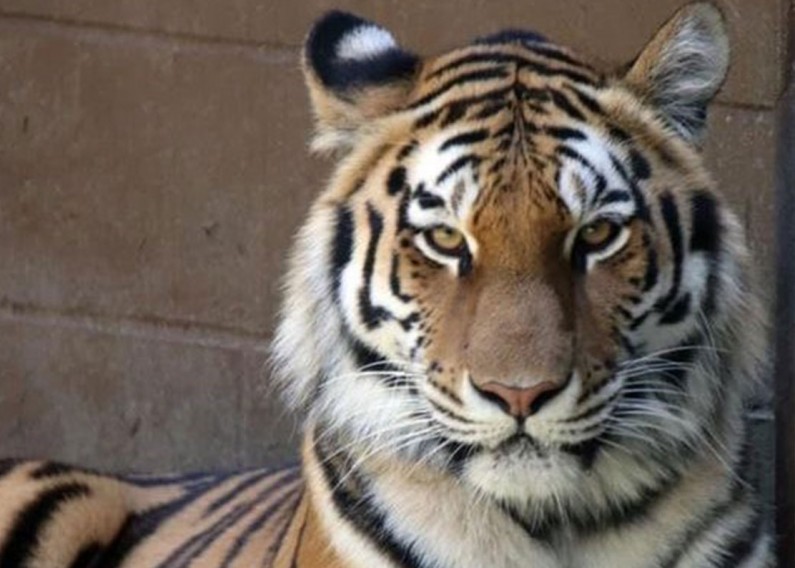 Syracuse Zoo Zeya Amur Tiger New Arrival