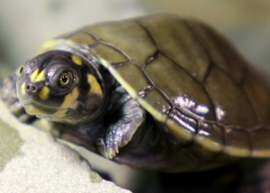 Tiny Turtles Return Home - ZooBorns