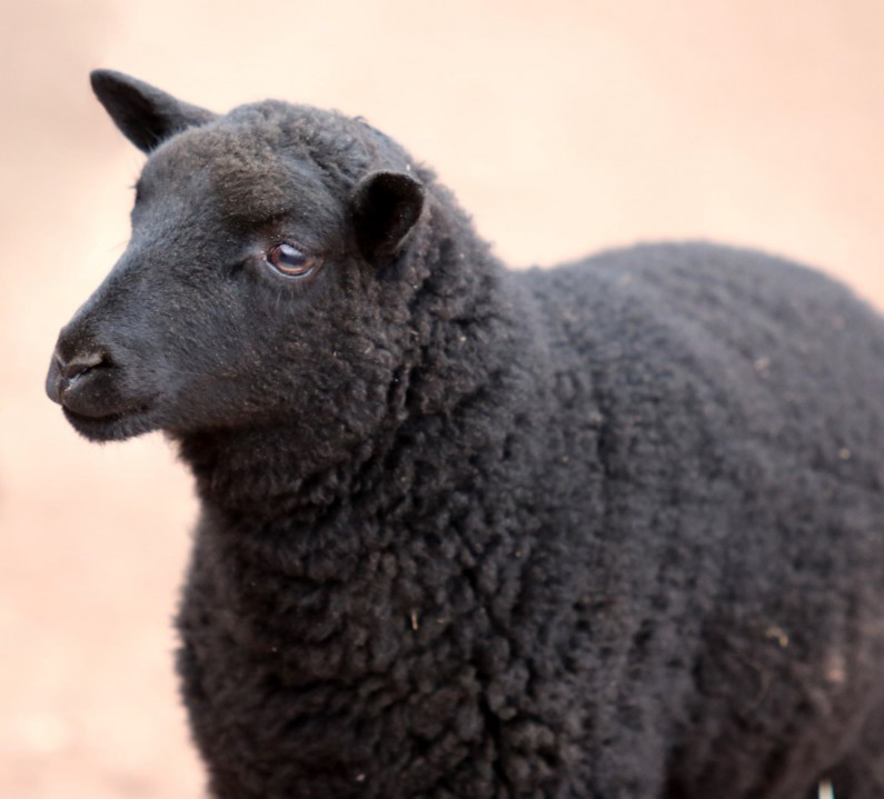 black sheep baby 2