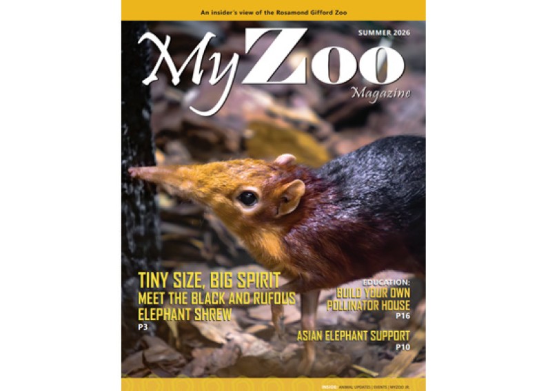 myzoo elephant shrew cover for website