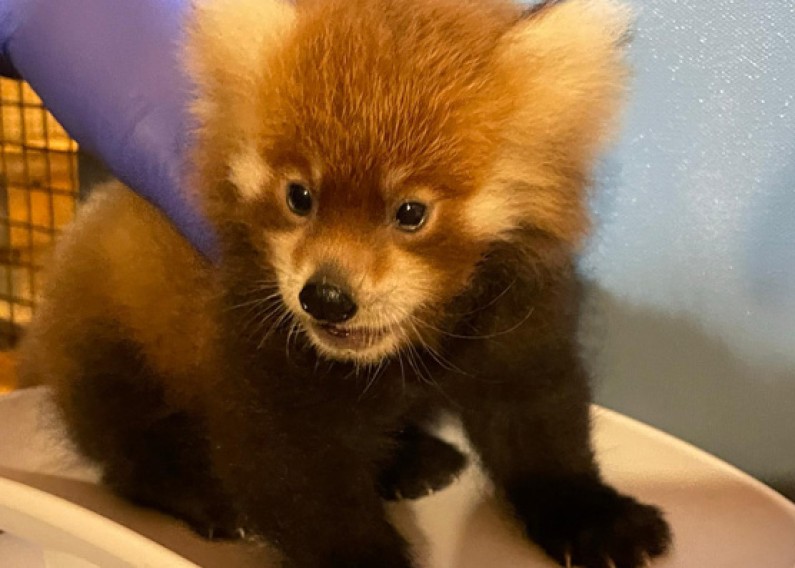 red panda baby new arrival