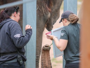 Asian Elephant Extravaganza