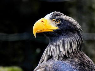 Fall 2025 Honorable Mention -  Michael Gordon